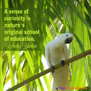 A sense of curiosity is nature's original school of education. ~ Smiley Blanton